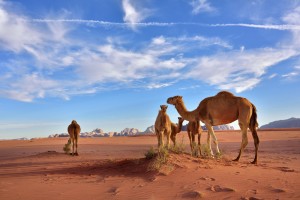Laws against camel hunting in Arizona